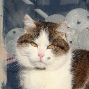 Denis profile picture